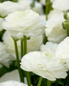Ranunculus white8